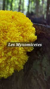 Attēlu rezultāti vaicājumam “myxomicetes”