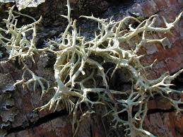 Attēlu rezultāti vaicājumam “Evernia divaricata”