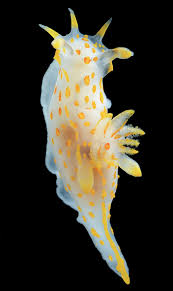 Attēlu rezultāti vaicājumam “Polypogon tentacularius”