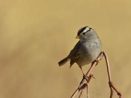 Image result for Zonotrichia leucophrys