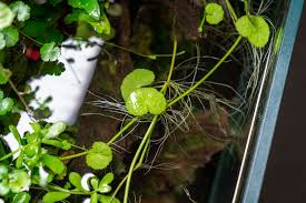 Attēlu rezultāti vaicājumam “Sphacelotheca hydropiperis”