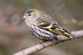 Attēlu rezultāti vaicājumam “Carduelis spinus female”