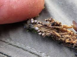 Attēlu rezultāti vaicājumam “Diderma radiatum plasmodium”