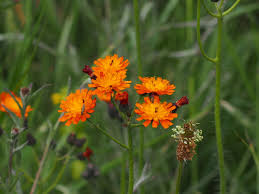 Attēlu rezultāti vaicājumam “Pilosella aurantiaca flower”