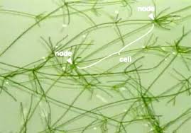 Attēlu rezultāti vaicājumam “Chara intermedia female”