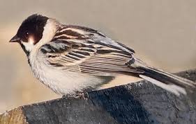 Image result for Emberiza pallasi