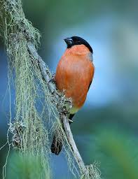 Attēlu rezultāti vaicājumam “Pyrrhula pyrrhula male”