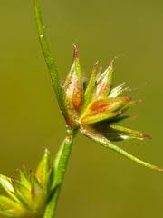Attēlu rezultāti vaicājumam “Juncus capitatus”