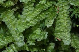 Attēlu rezultāti vaicājumam “Calypogeia azurea”