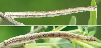 Attēlu rezultāti vaicājumam “Rhodostrophia vibicaria”