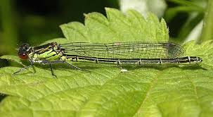 Attēlu rezultāti vaicājumam “Erythromma najas”