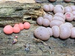 Attēlu rezultāti vaicājumam “Lycogala cf. oleocrystalliferum sessile”