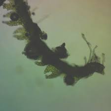 Attēlu rezultāti vaicājumam “Cephalozia catenulata”