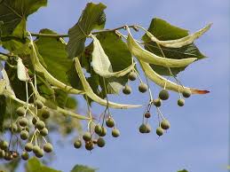 Attēlu rezultāti vaicājumam “Tilia platyphyllos Laciniata fruit”