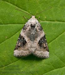 Attēlu rezultāti vaicājumam “Pseudeustrotia candidula”