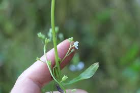 Attēlu rezultāti vaicājumam “Myosotis laxa subsp. baltica”