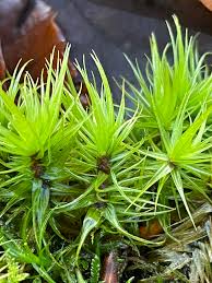 Attēlu rezultāti vaicājumam “Dicranum polysetum”