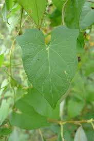 Attēlu rezultāti vaicājumam “Fallopia dumetorum fruit”