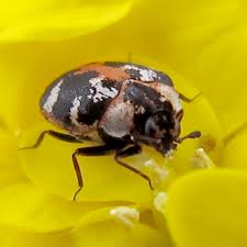 Attēlu rezultāti vaicājumam “Anthrenus scrophulariae”