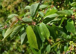 Attēlu rezultāti vaicājumam “Padus avium”