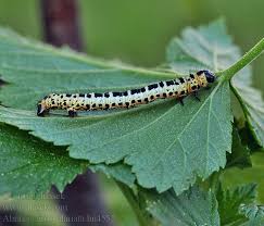 Attēlu rezultāti vaicājumam “Abraxas grossulariata larva”