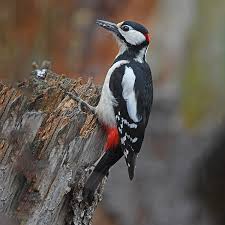 Attēlu rezultāti vaicājumam “Dendrocopos major”