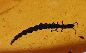 Attēlu rezultāti vaicājumam “Raphidioptera larva”