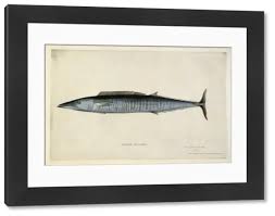 Image result for Acanthocybium solandri