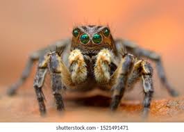 Attēlu rezultāti vaicājumam “Aelurillus v-insignitus”