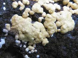 Attēlu rezultāti vaicājumam “Hypocrea pulvinata”