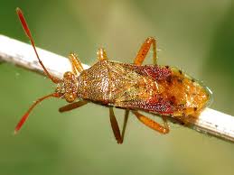 Attēlu rezultāti vaicājumam “Rhopalus maculatus imago”