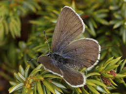 Attēlu rezultāti vaicājumam “Vacciniina optilete male”