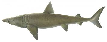 Image result for Cetorhinus maximus