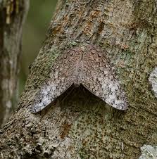 Attēlu rezultāti vaicājumam “Badhamia dubia sessile”