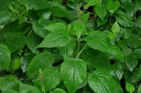 Attēlu rezultāti vaicājumam “Stachys sylvatica”