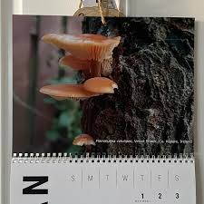 Attēlu rezultāti vaicājumam “Badhamia utricularis stalked”