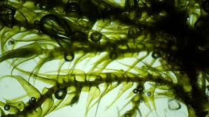 Attēlu rezultāti vaicājumam “Campyliadelphus elodes”