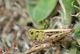 Attēlu rezultāti vaicājumam “Myrmeleotettix maculatus”