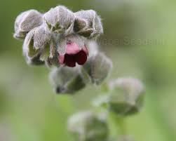 Attēlu rezultāti vaicājumam “Cynoglossum officinale flower”