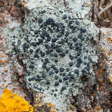 Attēlu rezultāti vaicājumam “Lecidella elaeochroma”