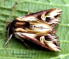 Attēlu rezultāti vaicājumam “Actinotia polyodon”