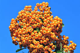 Attēlu rezultāti vaicājumam “Hippophae rhamnoides fruit”
