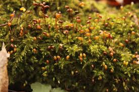 Attēlu rezultāti vaicājumam “Brachytheciastrum velutinum”