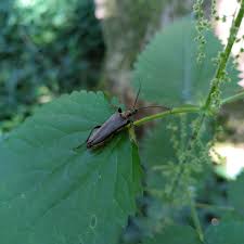 Attēlu rezultāti vaicājumam “Stenocorus meridianus”