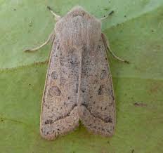 Attēlu rezultāti vaicājumam “Orthosia gracilis”