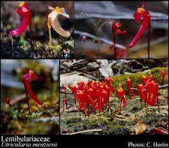 Attēlu rezultāti vaicājumam “Lentibulariaceae”