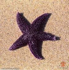 Image result for Asterias rubens