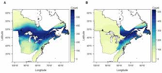 Attēlu rezultāti vaicājumam “Anas platyrhynchos juvenile”