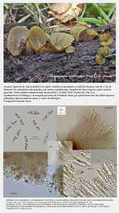 Attēlu rezultāti vaicājumam “Chlorencoelia versiformis”