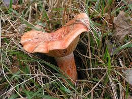Attēlu rezultāti vaicājumam “Lactarius”
